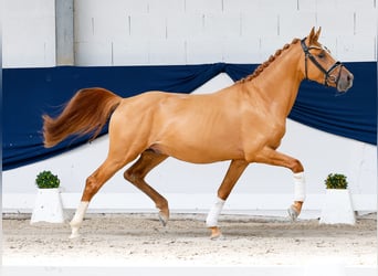Deutsches Reitpony, Hengst, 3 Jahre, 145 cm, Fuchs