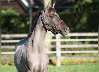 Deutsches Reitpony, Hengst, 3 Jahre, 145 cm, Grullo