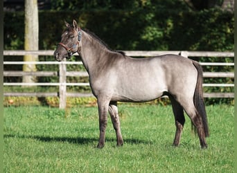 Deutsches Reitpony, Hengst, 3 Jahre, 145 cm, Grullo