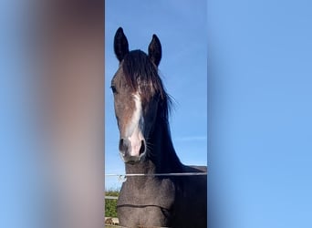 Deutsches Reitpony, Hengst, 3 Jahre, 145 cm, Kann Schimmel werden
