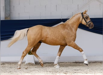 Deutsches Reitpony, Hengst, 3 Jahre, 145 cm, Palomino