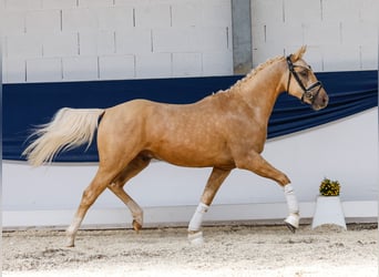 Deutsches Reitpony, Hengst, 3 Jahre, 145 cm, Palomino