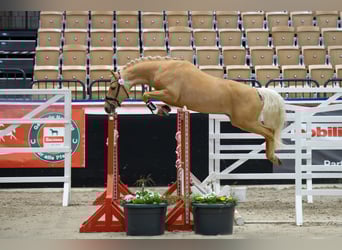 Deutsches Reitpony, Hengst, 3 Jahre, 145 cm, Palomino