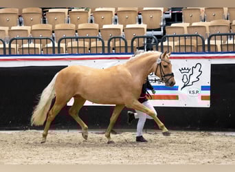 Deutsches Reitpony, Hengst, 3 Jahre, 145 cm, Palomino