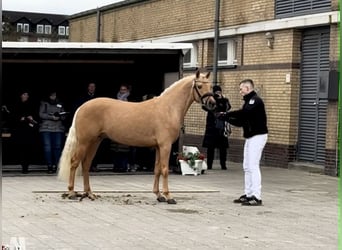 Deutsches Reitpony, Hengst, 3 Jahre, 145 cm, Palomino