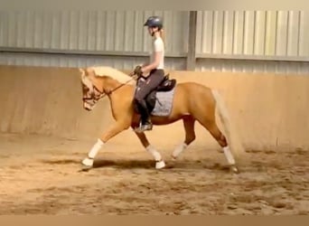 Deutsches Reitpony, Hengst, 3 Jahre, 145 cm, Palomino