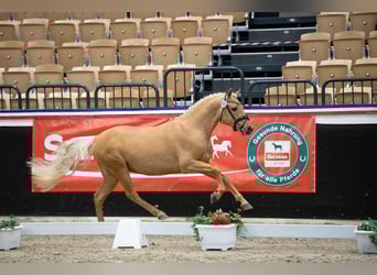 Deutsches Reitpony, Hengst, 3 Jahre, 145 cm, Palomino