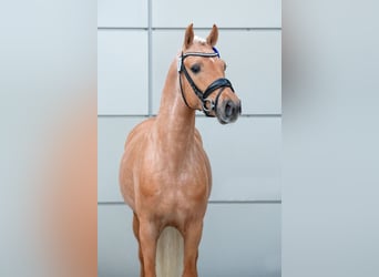 Deutsches Reitpony, Hengst, 3 Jahre, 145 cm, Palomino