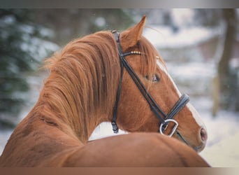 Deutsches Reitpony, Hengst, 3 Jahre, 145 cm, Red Dun