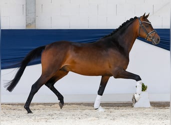 Deutsches Reitpony, Hengst, 3 Jahre, 146 cm, Brauner