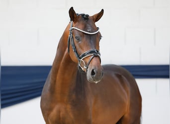 Deutsches Reitpony, Hengst, 3 Jahre, 146 cm, Brauner