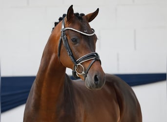 Deutsches Reitpony, Hengst, 3 Jahre, 146 cm, Brauner