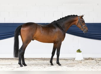 Deutsches Reitpony, Hengst, 3 Jahre, 146 cm, Brauner