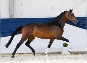 Deutsches Reitpony, Hengst, 3 Jahre, 146 cm, Brauner