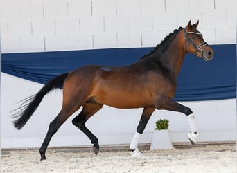 Deutsches Reitpony, Hengst, 3 Jahre, 146 cm, Brauner