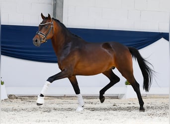 Deutsches Reitpony, Hengst, 3 Jahre, 146 cm, Brauner