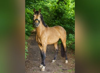 Deutsches Reitpony, Hengst, 3 Jahre, 146 cm, Buckskin