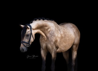 Deutsches Reitpony, Hengst, 3 Jahre, 146 cm, Buckskin