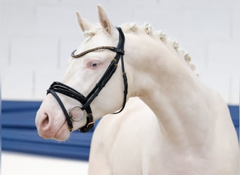 Deutsches Reitpony, Hengst, 3 Jahre, 146 cm, Cremello