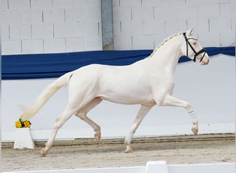 Deutsches Reitpony, Hengst, 3 Jahre, 146 cm, Cremello