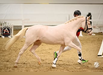 Deutsches Reitpony, Hengst, 3 Jahre, 146 cm, Cremello