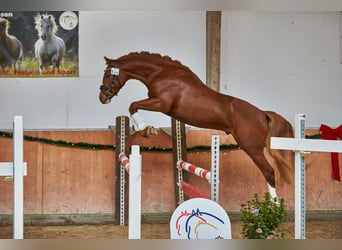 Deutsches Reitpony, Hengst, 3 Jahre, 146 cm