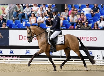 Deutsches Reitpony, Hengst, 3 Jahre, 146 cm