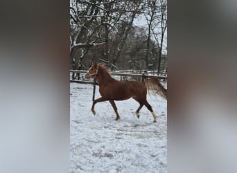 Deutsches Reitpony, Hengst, 3 Jahre, 146 cm, Dunkelfuchs