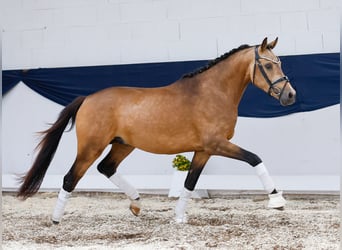 Deutsches Reitpony, Hengst, 3 Jahre, 146 cm, Falbe