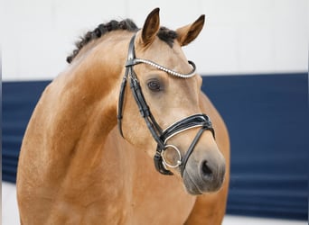 Deutsches Reitpony, Hengst, 3 Jahre, 146 cm, Falbe