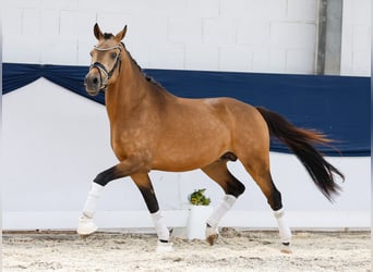 Deutsches Reitpony, Hengst, 3 Jahre, 146 cm, Falbe