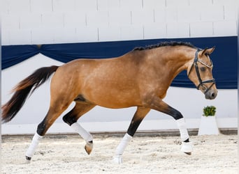 Deutsches Reitpony, Hengst, 3 Jahre, 146 cm, Falbe