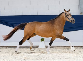 Deutsches Reitpony, Hengst, 3 Jahre, 146 cm, Falbe