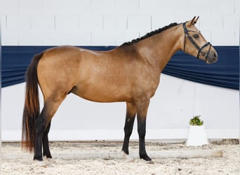Deutsches Reitpony, Hengst, 3 Jahre, 146 cm, Falbe