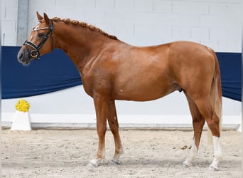 Deutsches Reitpony, Hengst, 3 Jahre, 146 cm, Fuchs