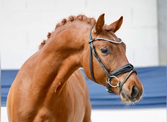 Deutsches Reitpony, Hengst, 3 Jahre, 146 cm, Fuchs