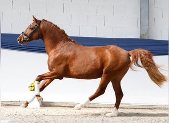 Deutsches Reitpony, Hengst, 3 Jahre, 146 cm, Fuchs
