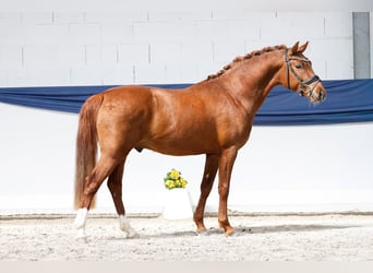 Deutsches Reitpony, Hengst, 3 Jahre, 146 cm, Fuchs