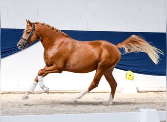 Deutsches Reitpony, Hengst, 3 Jahre, 146 cm, Fuchs