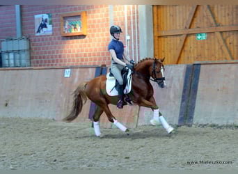 Deutsches Reitpony, Hengst, 3 Jahre, 146 cm, Fuchs