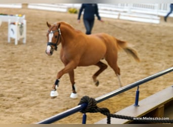 Deutsches Reitpony, Hengst, 3 Jahre, 146 cm, Fuchs