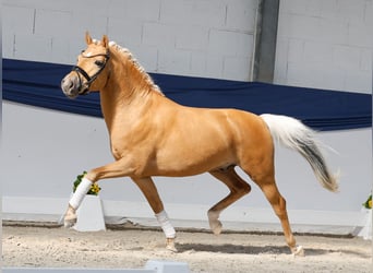 Deutsches Reitpony, Hengst, 3 Jahre, 146 cm, Palomino