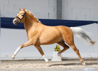 Deutsches Reitpony, Hengst, 3 Jahre, 146 cm, Palomino