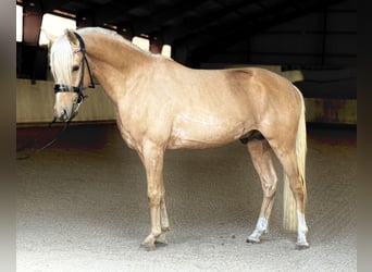 Deutsches Reitpony, Hengst, 3 Jahre, 146 cm, Palomino
