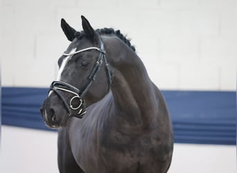 Deutsches Reitpony, Hengst, 3 Jahre, 146 cm, Rappe