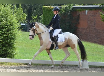 Deutsches Reitpony, Hengst, 3 Jahre, 146 cm, Schecke