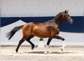 Deutsches Reitpony, Hengst, 3 Jahre, 147 cm, Brauner
