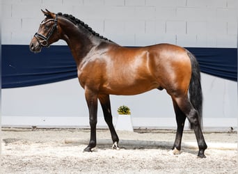 Deutsches Reitpony, Hengst, 3 Jahre, 147 cm, Brauner