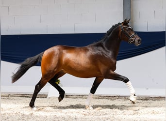 Deutsches Reitpony, Hengst, 3 Jahre, 147 cm, Brauner