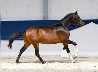 Deutsches Reitpony, Hengst, 3 Jahre, 147 cm, Brauner